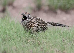 Greater Roadrunner snacking on a small caterpillar.