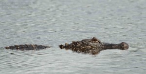 An American Alligator on the prowl.