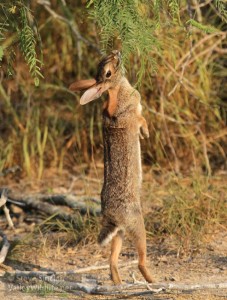 A rabbit hops in the air for a bite of tasty green vegetation.