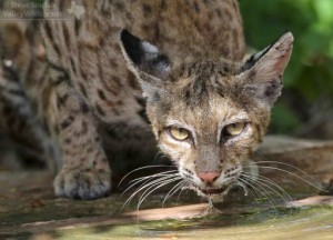 A thirsty Bobcat comes in for a drink.