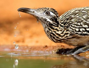 Even roadrunners enjoy a drink.