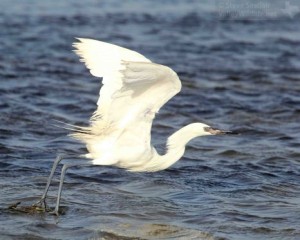 A white morph Reddish Egret.