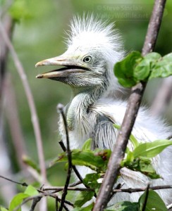 A young and fuzzy Cattle Egret.