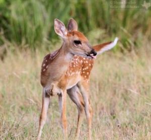 Fawns always look adorable.