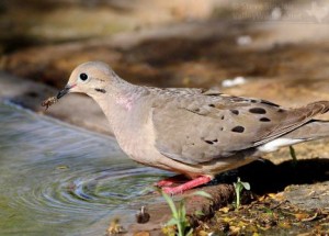 A Mourning Dove comes pretty close to being stung by a honeybee.