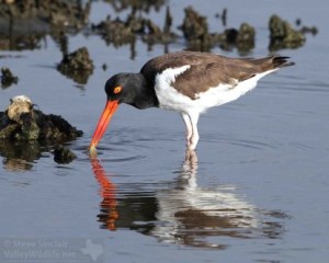 An American Oystercatcher foraging for molluscs.