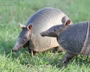 Two armadillos in south Texas.