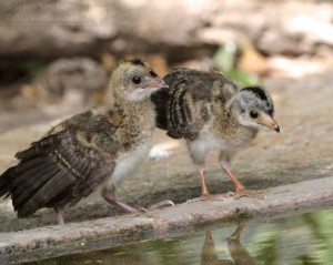 Baby chachalacas are always cute!