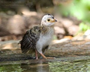 A cute baby Plain Chachalaca.