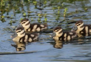 Baby whistling ducks might not be as colorful as their parents but they are a lot cuter!