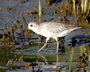 This Black-bellied Plover found quite the meal for itself in the rich estuarine habitats of South Padre Island.