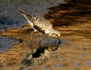 A foraging Black-bellied Plover.
