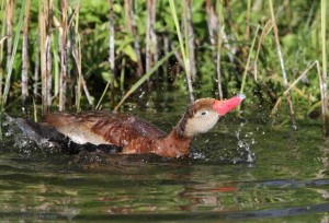 The Black-bellied whistling Duck is a striking, beautiful waterfowl species.