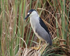 The Black-crowned Night Heron is a bit larger than the Green Heron.