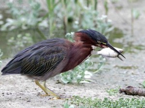 The beautiful Green Heron is the most common small heron species in Texas and elsewhere in North America.