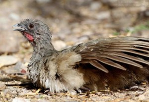 Like many birds, Plain Chachalacas also take dust baths and allow ants to crawl through their feathers. The ants probably clean out parasites.