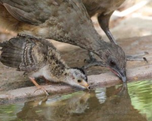 Chachalaca parents and babies come in for a refreshing drink in south Texas.
