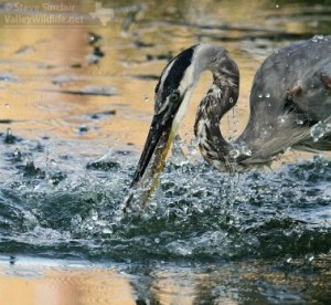 A Great Blue Heron tries to catch fleeing fish.