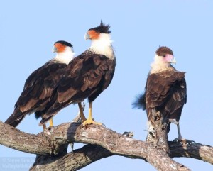 A family of Crested Caracaras in south Texas.