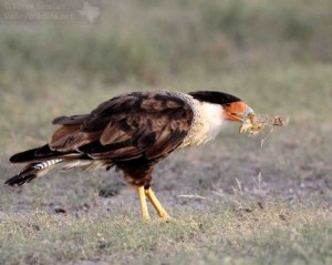 Caracaras are mostly scavenge for carrion.