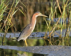 The beautiful Green Heron is one of our most common heron species.