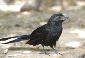 Another look at a Groove-billed Ani.