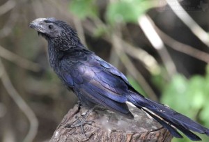 Groove-billed Anis are cuckoo species with interesting beaks and iridescent plumage.