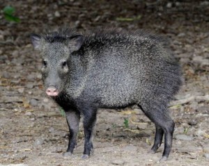 A Javelina tries to stare me down.
