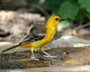 A bright yellow juvenile Altamira Oriole.