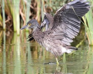 The Yellow-crowned Night Heron is the other night heron species that occurs in Texas. This is a juvenile.
