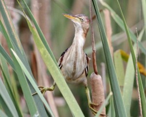 A Least Bittern in the marsh.