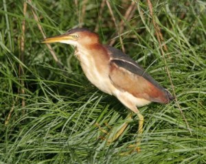 The Least Bittern is much less common and a lot more difficult to see!