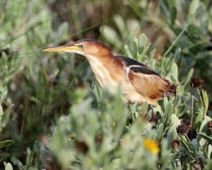 The Least Bittern is the smallest of the heron species that occur in North America and might even be the smallest in the world.