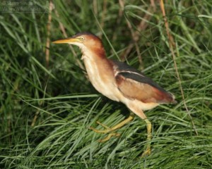 A Least Bittern makes a rare appearance at the edge of the marsh.