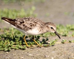 There are lots of Least Sandpipers around. The characteristic yellowish legs of this common species are showing nicely in this image.