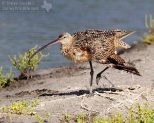 South Texas is a good place to see the Long-billed Curlew after it leaves its grassland breeding grounds.