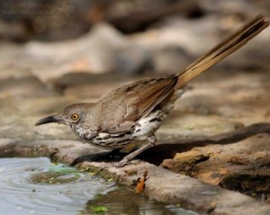 Note the yellowish eye and grayish face of the Long-billed Thrasher.