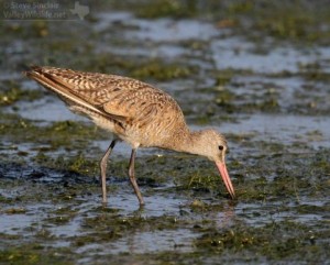 Marbled Godwit.