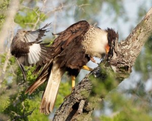 A Northern Mockingbird attacking a Crested Caracara.