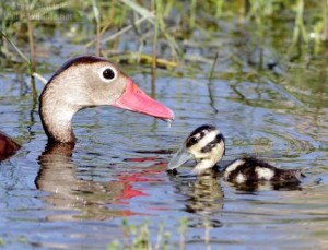 A mother and baby Black-bellied Whistling Duck.
