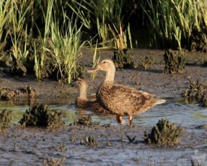 A pair of Mottled Ducks in South Texas.