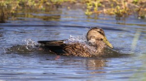 A Mottled Duck in south Texas.