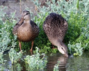 A couple of Mottled Ducks in south Texas.