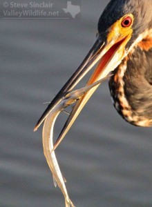 A Tricolored Heron catches a Needlefish.