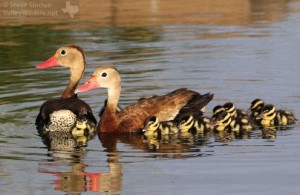 Black-bellied Whistling Ducks and their new born babies.