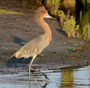 Note the reddish-orange neck and head and crest.
