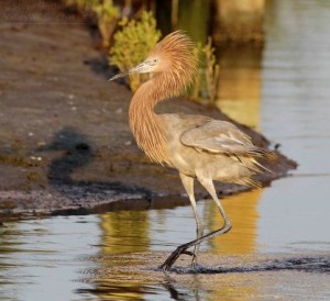 Another look at a fantastic Reddish Egret.