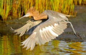 A Reddish Egret in flight.