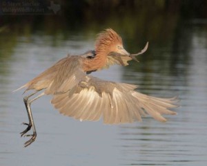 A dark morph Reddish Egret.