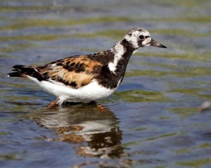 A beautiful Ruddy Turnstone.